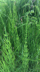 Equisetum palustre