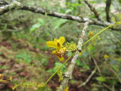 Oncidium adelaidae