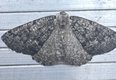 Sabulodes packardata