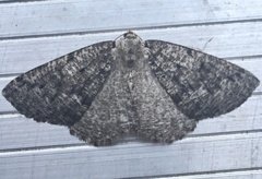 Sabulodes packardata