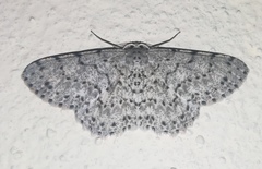 Catoria sublavaria