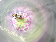 Bombus pyrenaeus
