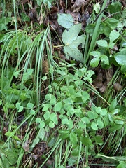 Euphorbia variabilis