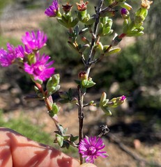Ruschia cymbifolia