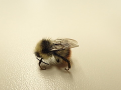 Bombus pyrenaeus