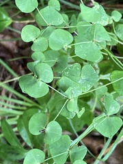 Euphorbia variabilis