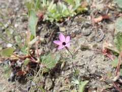 Leptosiphon ambiguus