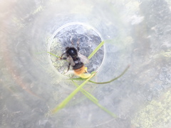 Bombus wurflenii