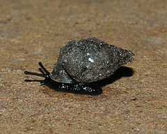 Fauxulus crawfordianus