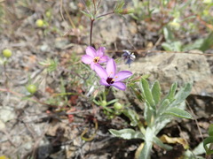 Leptosiphon ambiguus