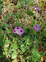 Clarkia williamsonii