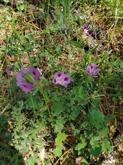 Clarkia williamsonii