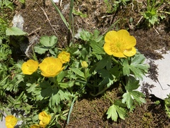 Ranunculus montanus