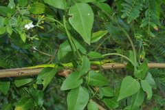 Anolis smallwoodi