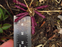 Polygala senega latifolia