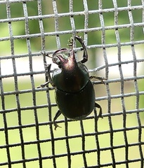 Onthophagus orpheus