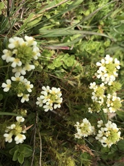 Triphysaria floribunda