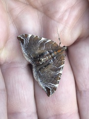 Eulithis molliculata