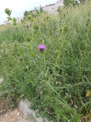Cirsium ciliatum