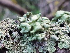 Ramalina fissa