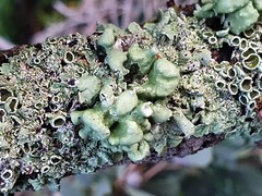 Ramalina fissa