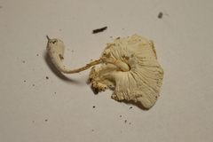 Leucocoprinus cretaceus