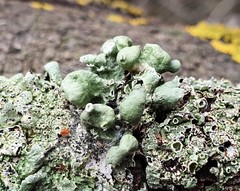 Ramalina fissa