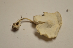 Leucocoprinus cretaceus