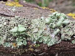 Ramalina fissa