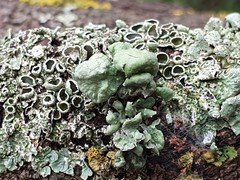 Ramalina fissa