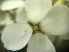 Erysimum concinnum