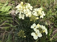 Erysimum concinnum