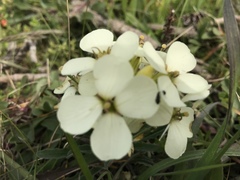 Erysimum concinnum