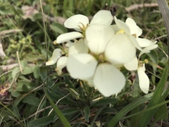 Erysimum concinnum