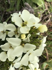 Erysimum concinnum