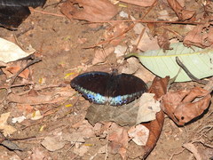 Lexias dirtea merguia