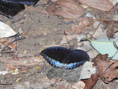 Lexias dirtea merguia