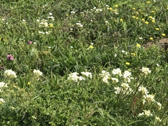 Erysimum concinnum