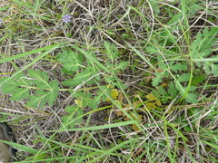 Polytaenia