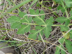 Polytaenia