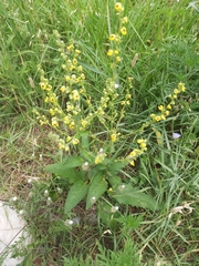 Verbascum chaixii
