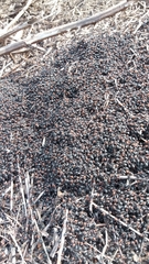 Formica obscuripes