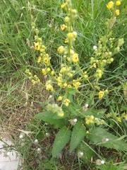 Verbascum chaixii