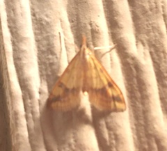Choristostigma plumbosignalis
