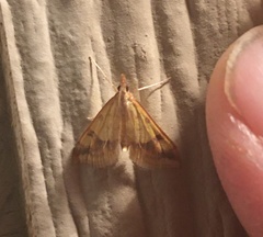 Choristostigma plumbosignalis