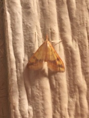 Choristostigma plumbosignalis