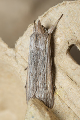 Cucullia umbratica