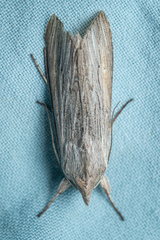 Cucullia umbratica