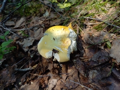 Russula risigallina