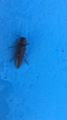 Orthostethus infuscatus